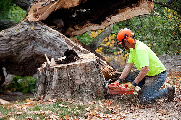 Best Tree Care Services  in St James, NC